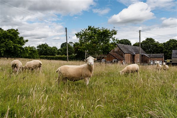 Cadhay sheep